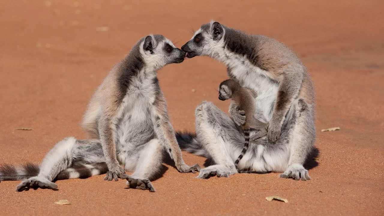 Island Of Lemurs Madagascar