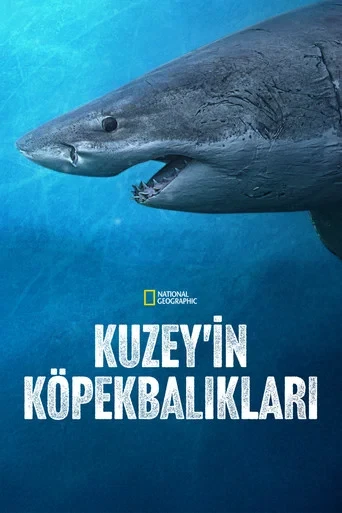 Kuzey'in Köpekbalıkları